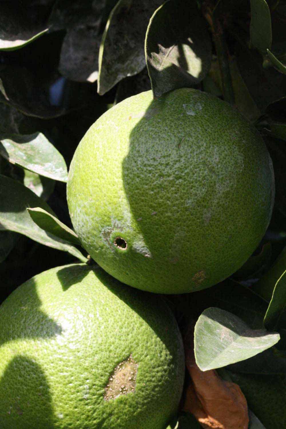            Immature fruit (Riverside, CA)   